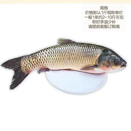 鱼草新鲜淡水鱼生态草鱼青鱼鲜活活体3斤现杀淡水鱼类