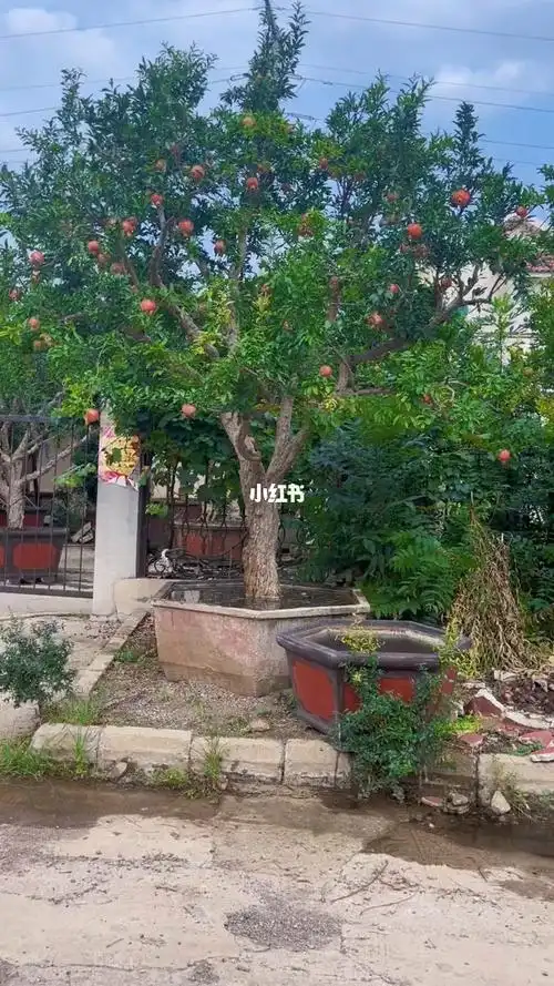 骨架美果子美的一棵大冠幅石榴树别墅庭院植物最美庭院石榴树