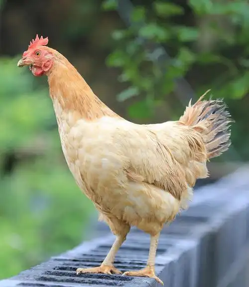 正宗土鸡鲜嫩有营养冷鲜真空包装江浙沪顺丰包邮