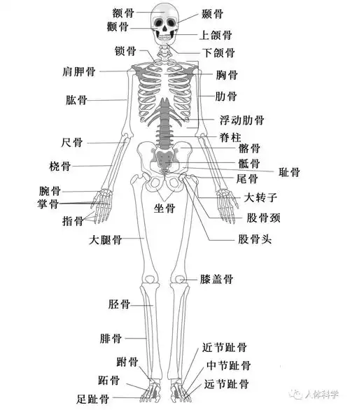 【3d人体解剖图】人体骨骼 肌肉