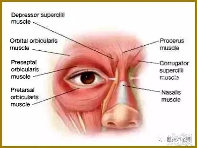 眼部解剖解析与图示