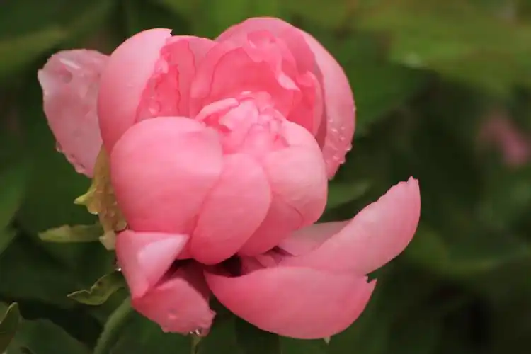 雨后牡丹花图片牡丹花卉鲜花花朵