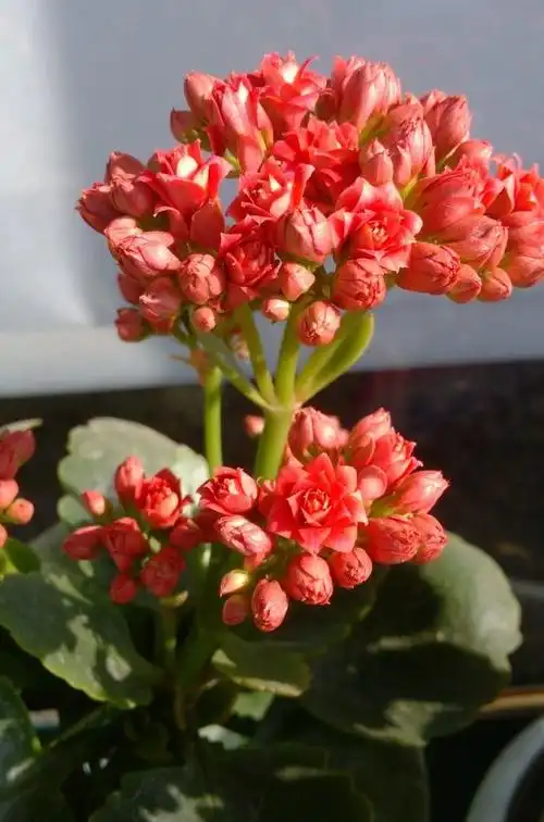 高温时养长寿花,有一点要避开,枝叶健康,花苞呼呼冒