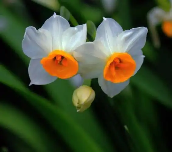 中国十大名花凌波玉立水仙花