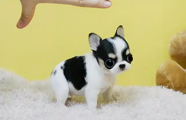 这几种小型犬,可爱又忠心,养了它们不亏