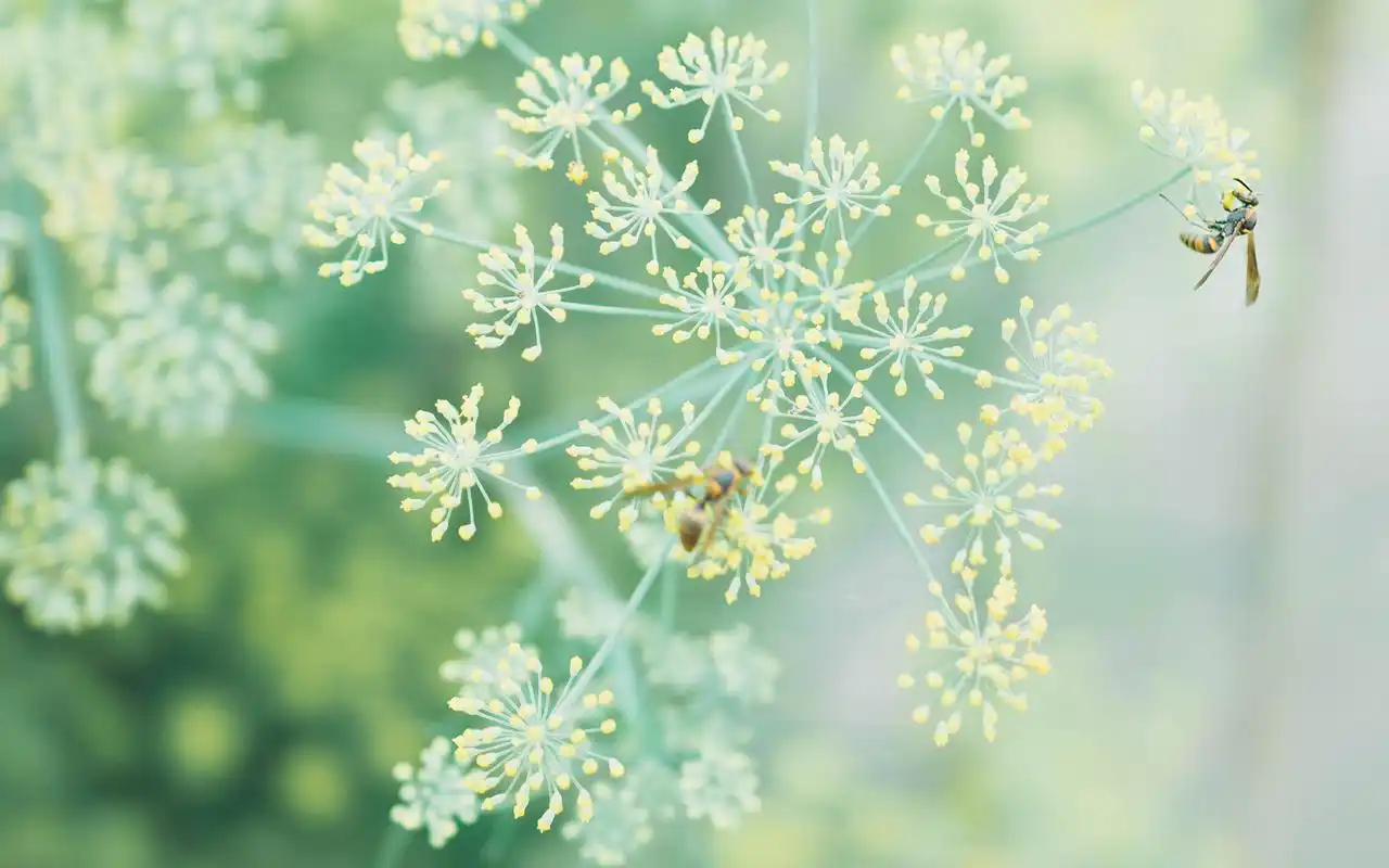 好看的绿色系壁纸,护眼又清新,喜欢就赶紧下载吧!