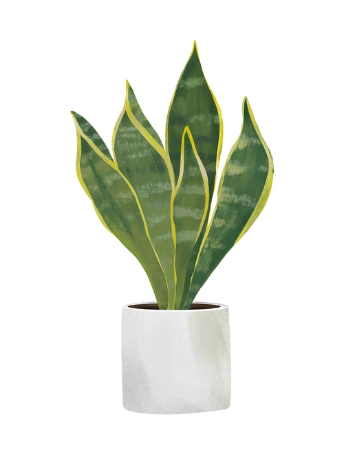 绿植|插画|创作习作|白糖粽子 - 原创作品 - 站酷 (zcool)