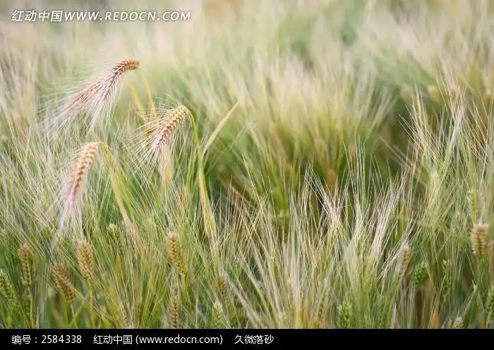 麦田中低头的麦穗