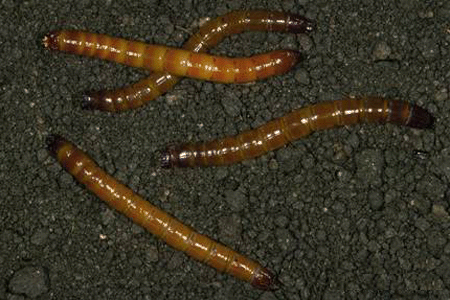 金针虫http://baike.baidu.com/view/46579.htm