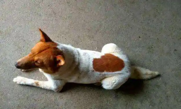 金钱尾土狗风水说法黑白花土狗风水