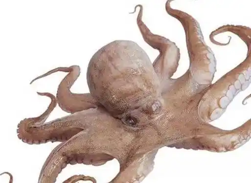 鱿鱼,墨鱼和章鱼,你能分得清吃的是啥吗?_腕足_乌贼_吸盘