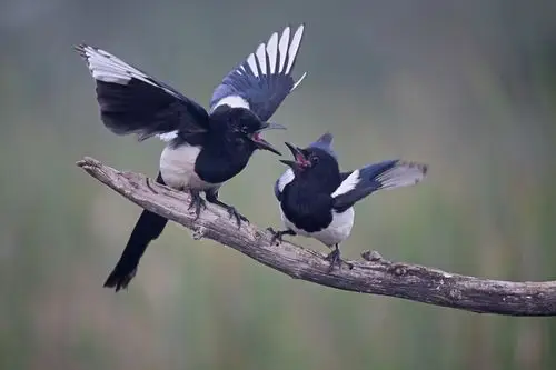 写给米多的故事:喜欢脏和臭的小狗