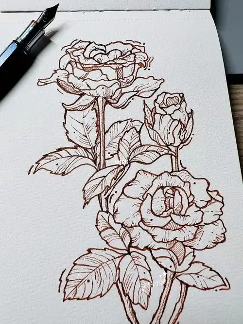 速写复古玫瑰花