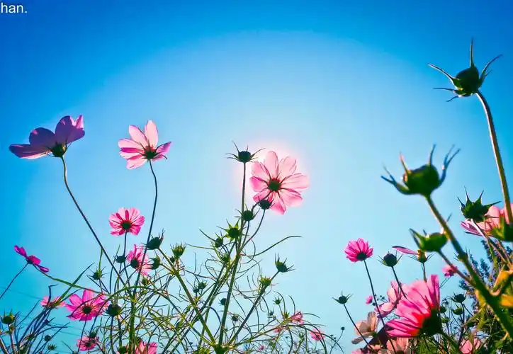 阳光下的格桑花