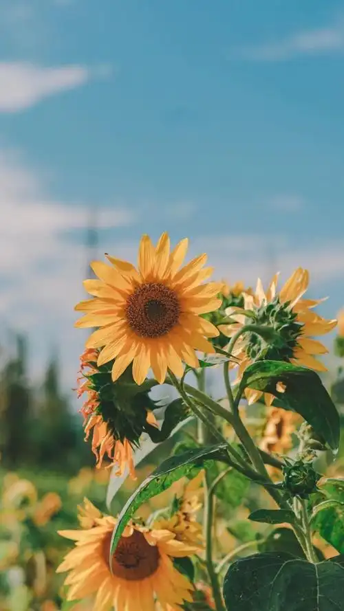风景壁纸/湖光山色/夜景摄影/小清新/天空晚霞/横屏壁纸/锁屏壁纸
