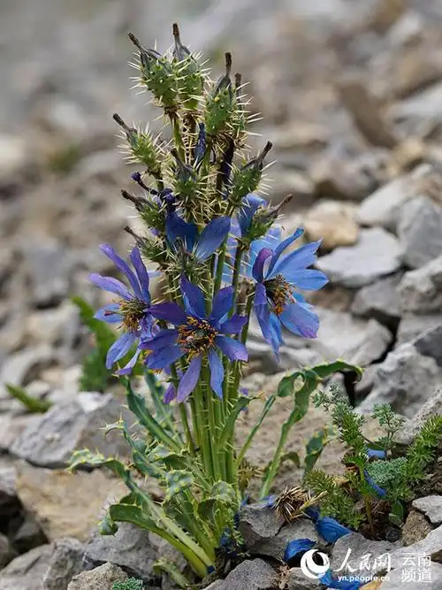 花开云南艳惊世界云南八大名花之绿绒蒿