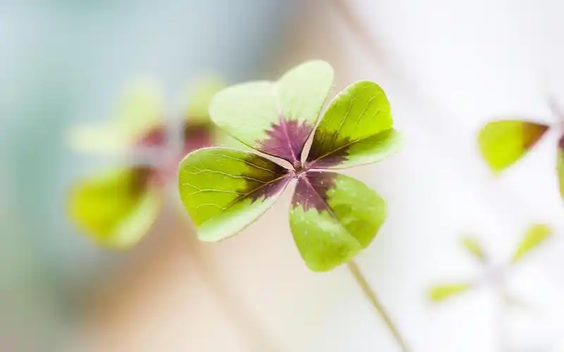 清新淡雅幸运草图片桌面壁纸