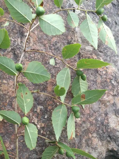 大果榉的果实多为一对两个.