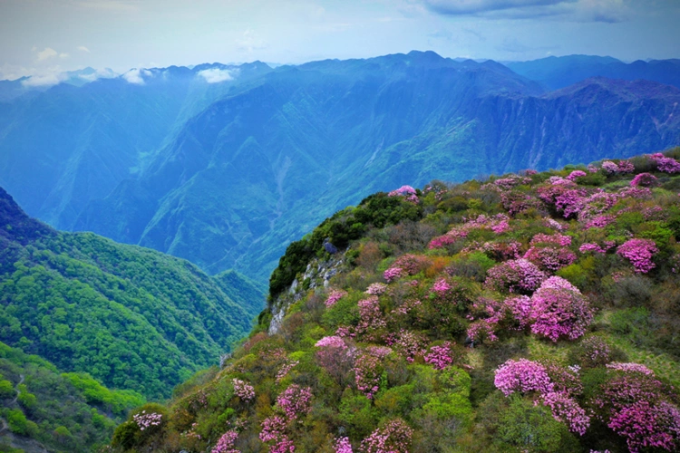巫溪红池坝万亩杜鹃花肆意绽放