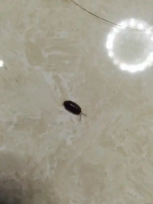 家里突然出现1cm的椭圆多脚灰黑色小虫,不知道是什么虫,上个月夜晚