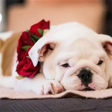 萌萌哒可爱呆萌的宠物狗狗头像 超级好看非常有趣的动物头像_动物头像