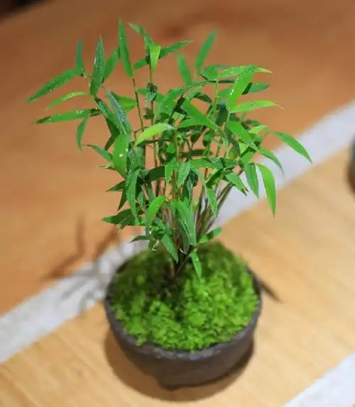 每日盆栽小玉山竹