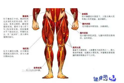 肌肉大腿怎么区分