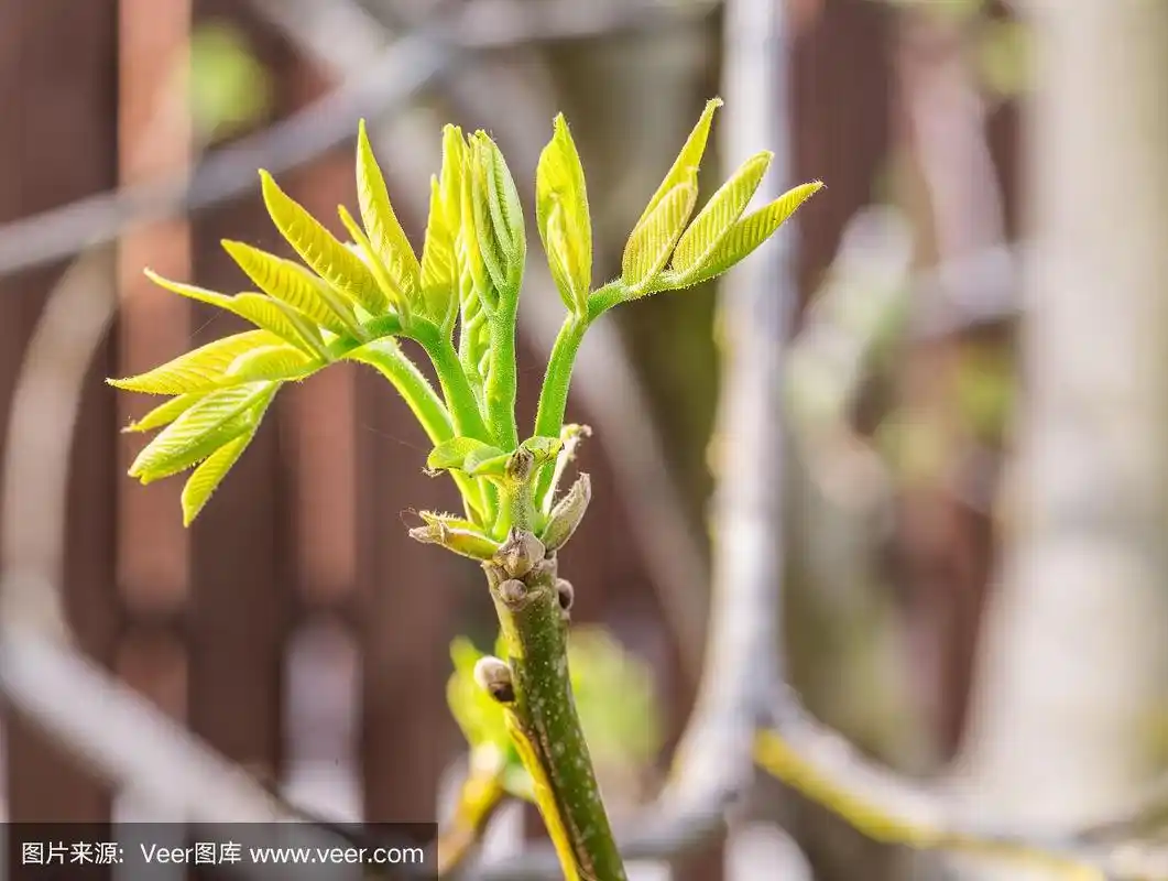 特写核桃树的新鲜叶子.春天的背景.