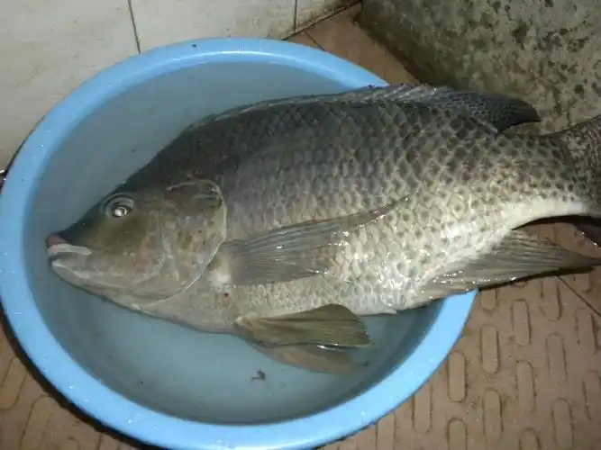 你钓过的最大的罗非鱼有多大?