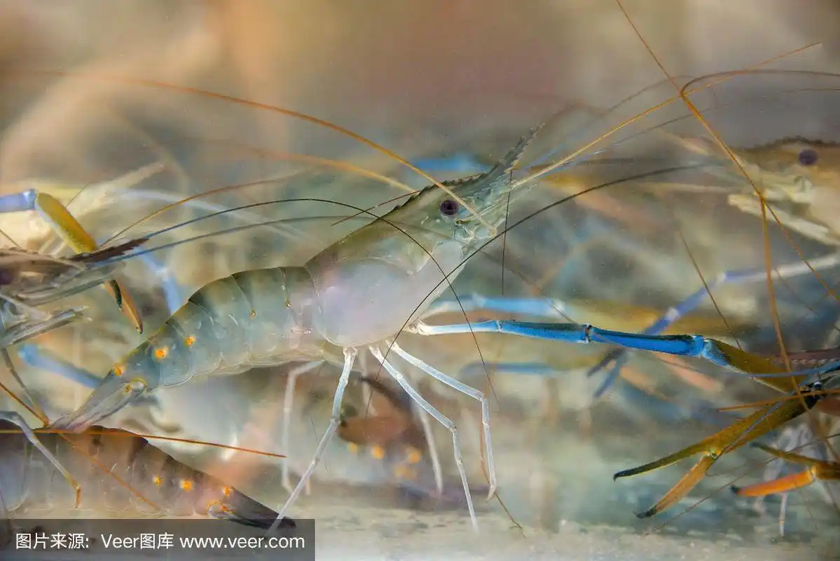 鲜虾在水中煮.("ngiant淡水虾)
