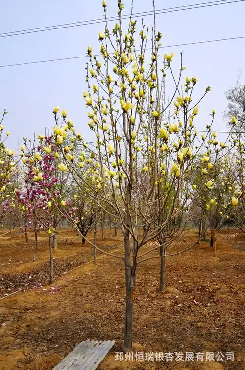黄玉兰,20公分,冠大,形好,耐寒,花期长,自有苗圃