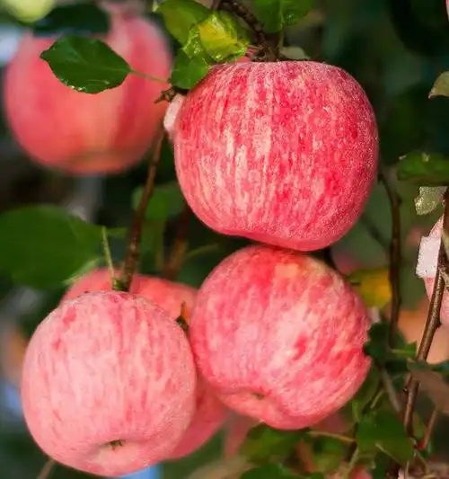 洛川红富士苹果新鲜水果整箱约10斤优选大果脆甜不酸产地直发包邮