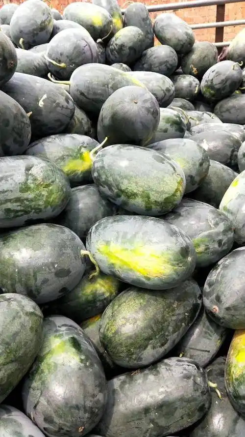 黑美人西瓜 精品黑美人,基地直供可视频看货