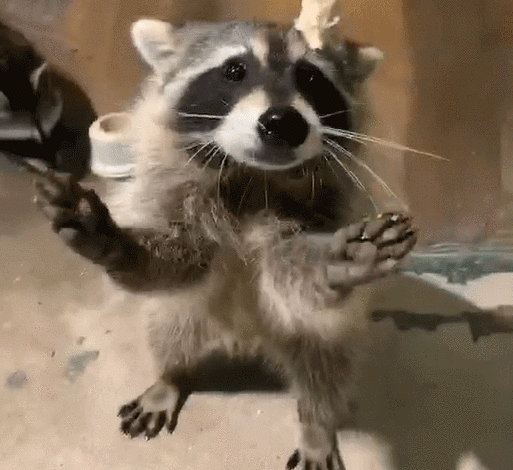 鸭人不如鸭,此处介绍通通省略萌 兔你以为它是《疯狂动物城》的朱迪吗