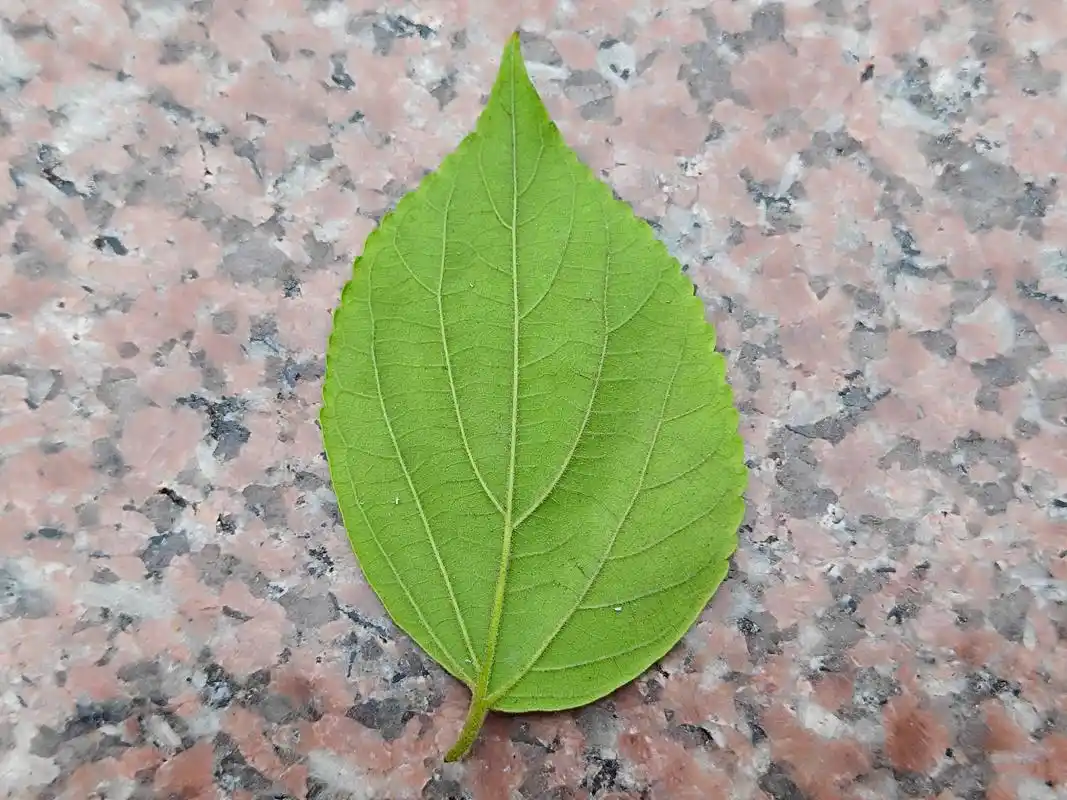 植物的叶片都是对称的吗?好像不是这样的,来看一看朴树的叶子吧