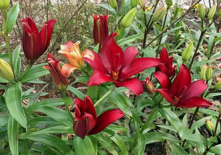 虹口公园梅园～凭退休证件二元一张门票～绝对优惠