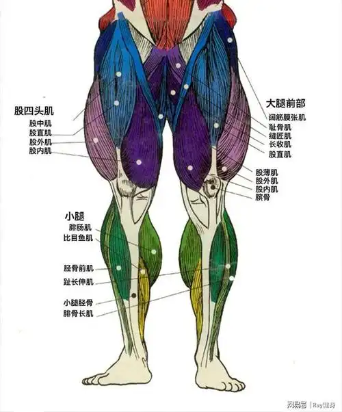 深蹲|肌肉|绳肌|臀大肌_网易订阅