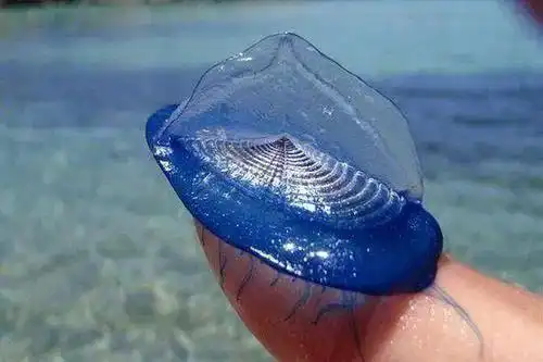 几毫米的帆水母