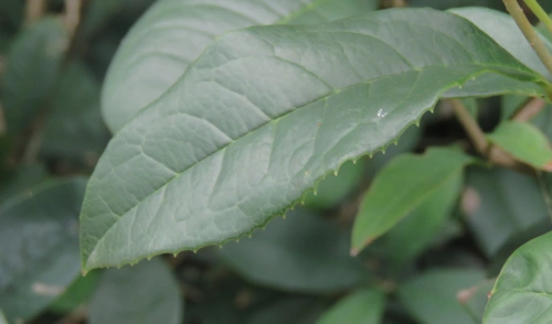 叶片通常上半部分具细锯齿.(观察地点:越秀公园)