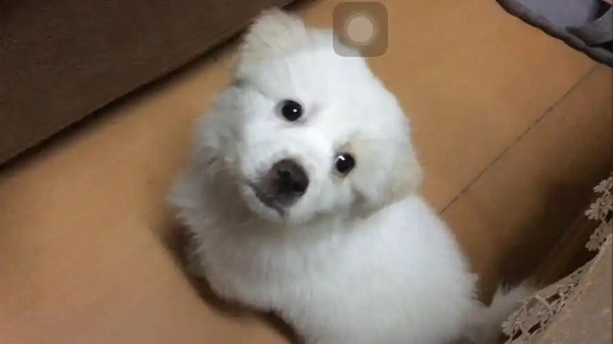 张副官的小娇妻