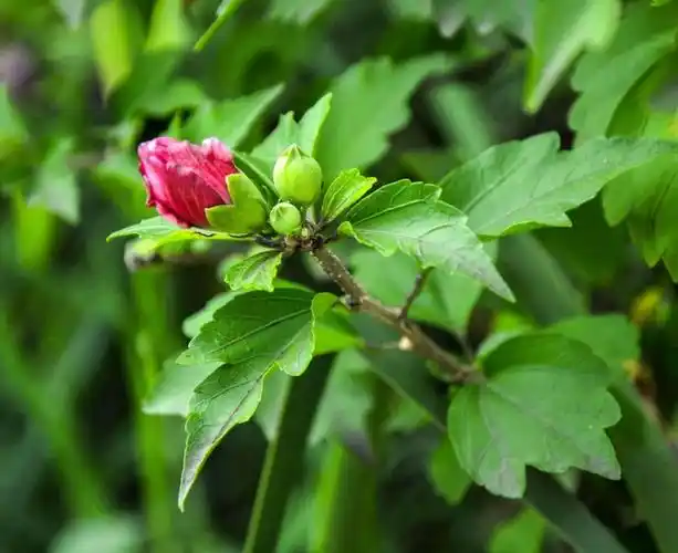 编辑/钧天广乐 【牡丹木槿】(变型)花粉红色或淡紫色,重瓣,直径7-9