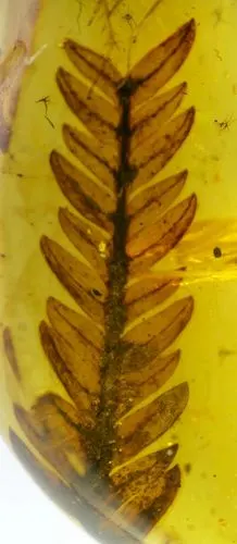 虫来如此琥珀中的其他内含物裸子植物