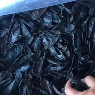 中药材水蛭别名蚂蟥