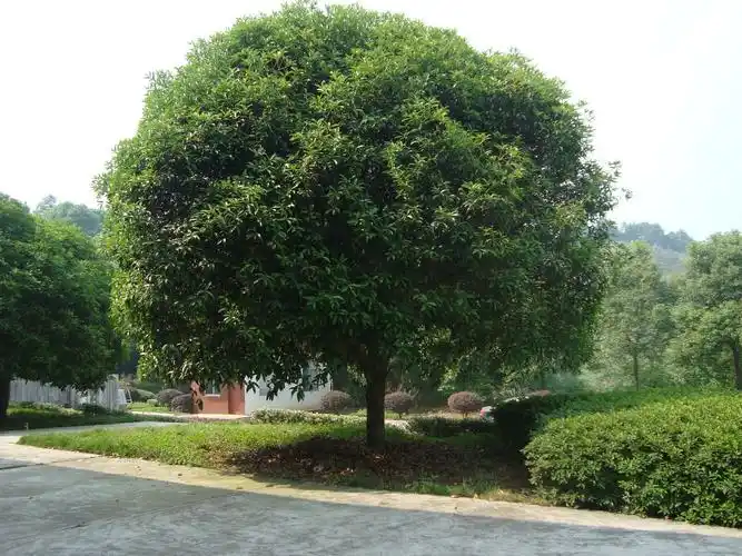 花多采这6种传统庭院树寓意好又旺人还能结果