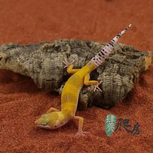 阳光翡翠一大批暖色系守宫来袭肆养上新