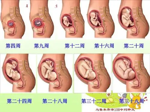 《我是怎样出生的》课件ppt