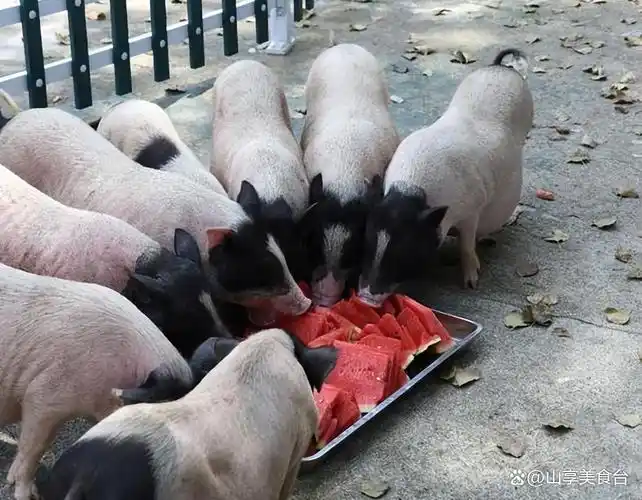 韩国小哥不信中国拿西瓜喂猪,来了之后,直呼:把我也养了吧!