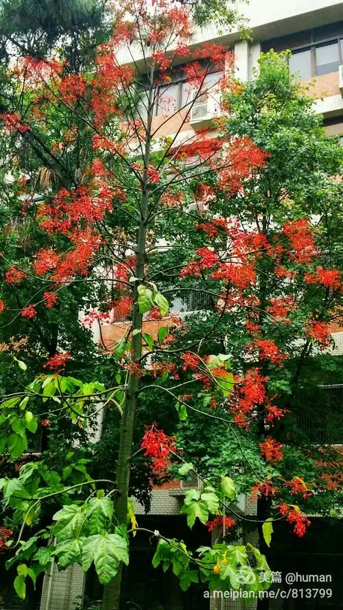 生活 澳洲火焰木 写美篇植物名称:槭叶苹婆    拉