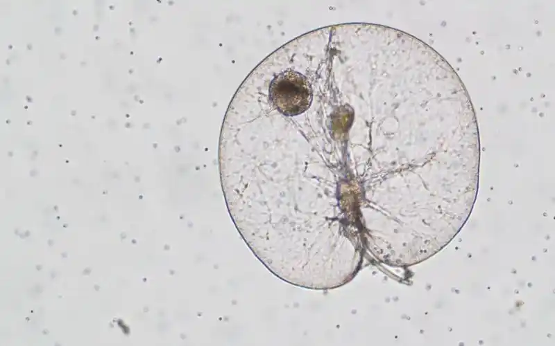 蓝眼泪-夜光藻摄食