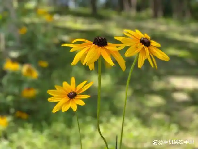掌握这6个技巧,手机也能自由控制景深,拍出动人的照片